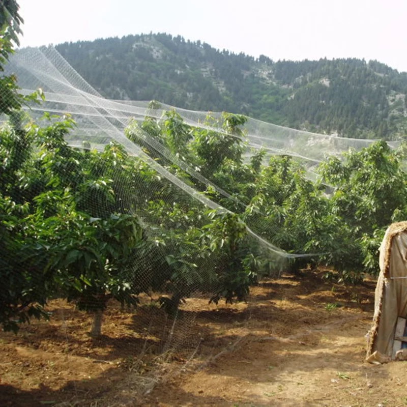Fruit tree Flowers fish pond greenhouse Orchard Anti-bird netting Nylon mesh Paddy grape Cherry net Fruit tree Anti-bird nettingin the Home Daily , Deworming supplies , Screens/Shamen  category - from Buy2taobao.com to provide professional Taobao agent buy service