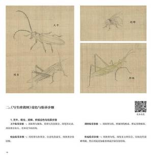 课徒稿9787558623783 写生珍禽图 薛俊华绘上海人民社艺术书籍 黄筌 RT正版