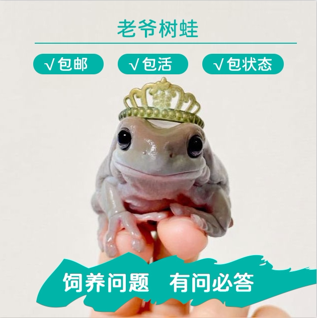 老爷树蛙活体宠物青蛙白氏树蛙姥爷爬宠澳洲两栖宠物树蛙小型异宠