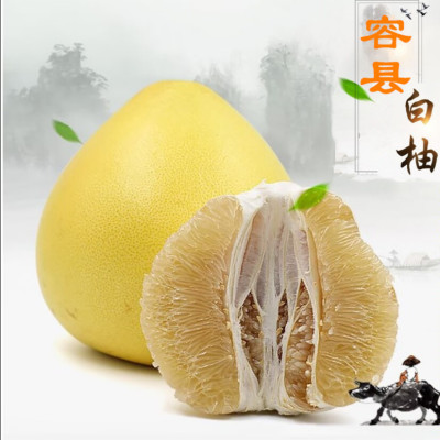 广西特产容县白肉蜜柚子老树果