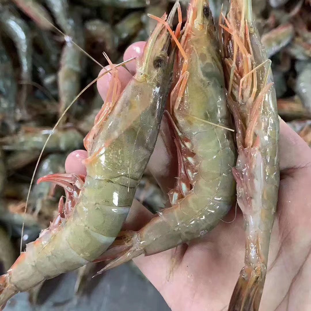 宁波海鲜舟山野生滑皮虾2斤大号装新鲜虾鲜活海虾东海条虾鹰爪虾