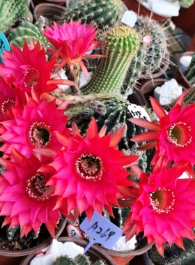 红花51545彩草红X1115仙人球一物一拍包对版