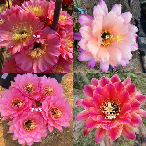 《飞碟》毛花柱《安妮特》仙人球《保罗》大花《洛瑟尔》多肉植物