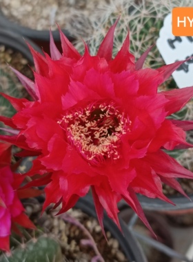 A218玫瑰红J9191彩草HY447仙人球A284一物一拍包对版