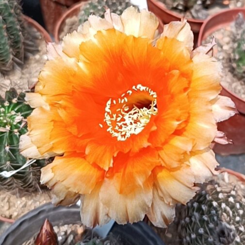 《凤舞》彩草仙人球金色重瓣大花带蕾丝花边勤花包对版多肉