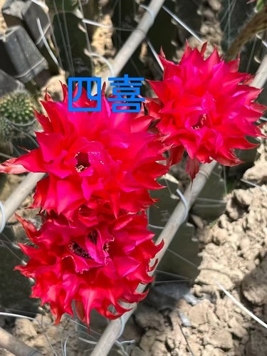 进口多肉植物仙人球席克氏彩草