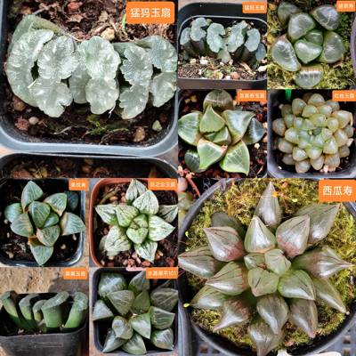 天空之镜 祥云寿玉露 红丝沁影 水晶康平101黑翼十二卷大白熊