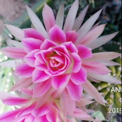 开心1号An02.01丽花仙人球开心4号包对版