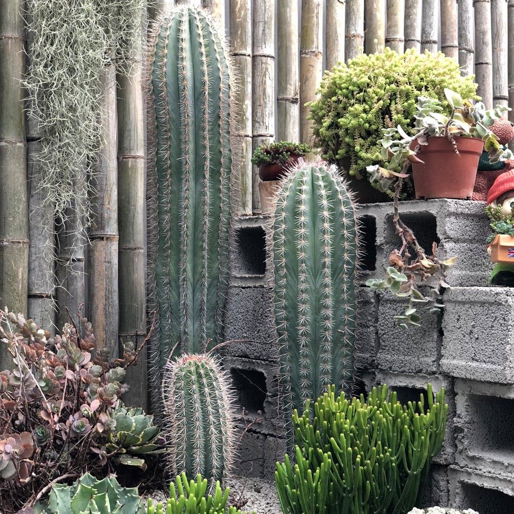 武伦柱仙人柱幸福柱仙人掌超大仙人柱沙漠沙生景观植物花卉盆栽