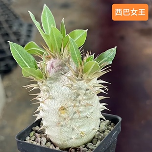 西巴女王 盆栽绿植园艺多肉块根