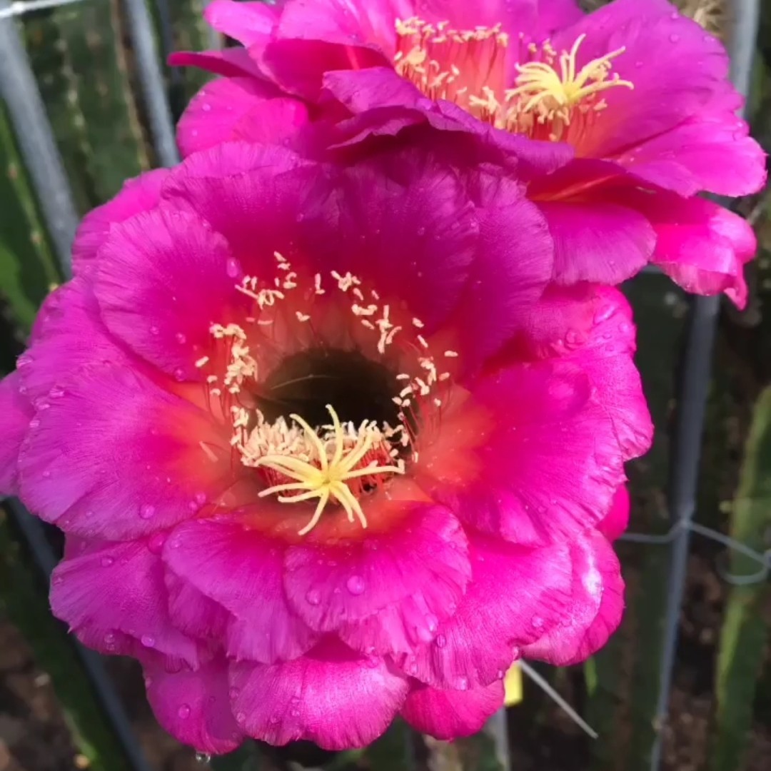 新品《紫萱》毛花柱仙人球紫粉色超大20公分花径球体圆润多肉植物