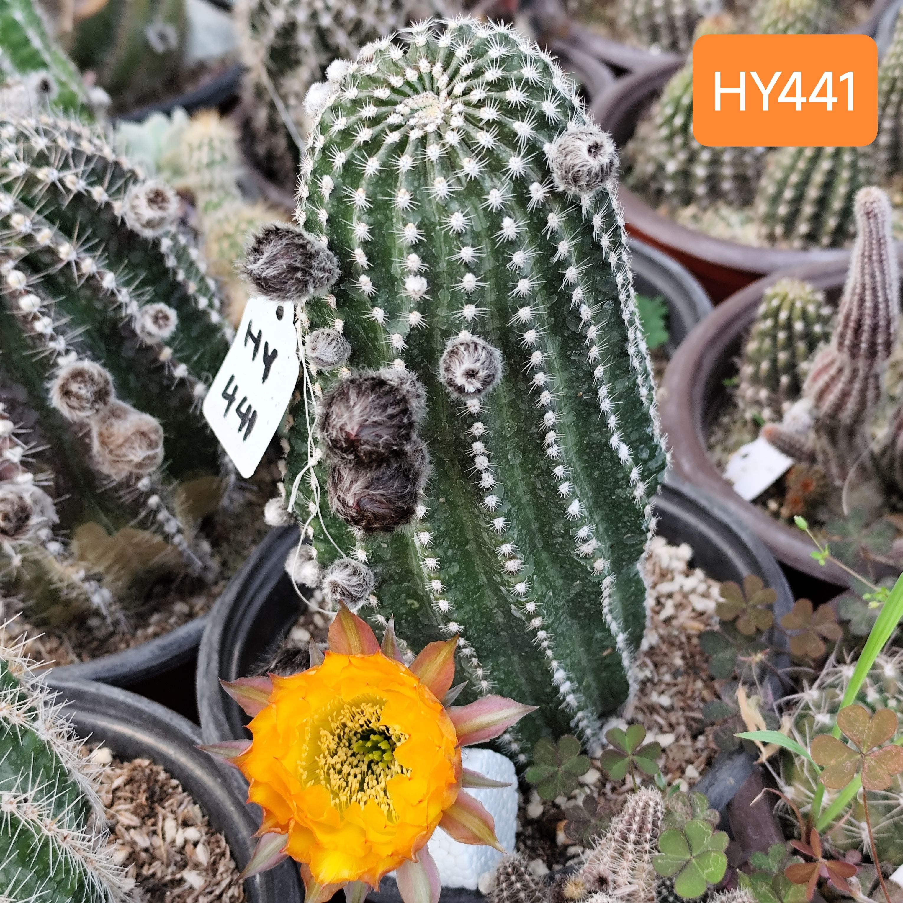 HY441重瓣黄黑金刚仙人球短刺高20公分勤花爆花开花神器一物一拍