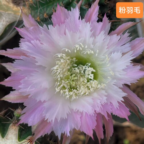 《粉羽毛》彩草《红洛可》仙人球《罗裙》洛可可后代073包对版