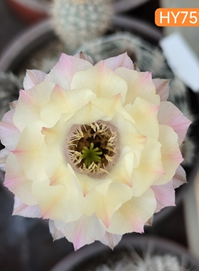 HY75120淡雅黄彩草仙人球一物一拍特别花色