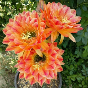 毛花柱里克斯火焰魔术师(Liskes Feuerzauber)仙人球 侧芽包成活