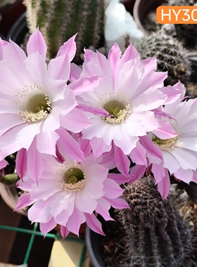 HY3085粉色A736彩草A630仙人球一物一拍包对版211205M10S6