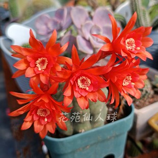 奇仙玉实生仙人球饱满仙人掌多肉植物开大红花稀有防辐射小盆栽