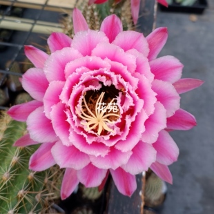 《七仙女》毛花柱仙人球