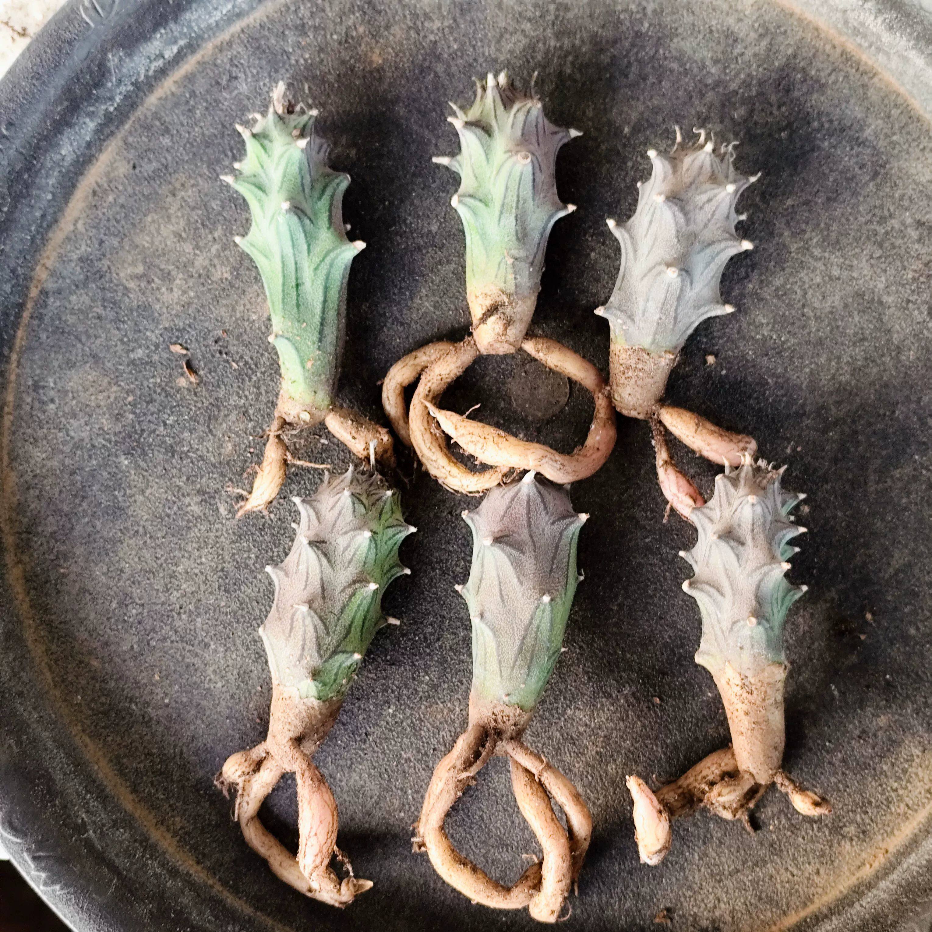 普西利菊块根多肉《木三》 丽花仙人多肉植物