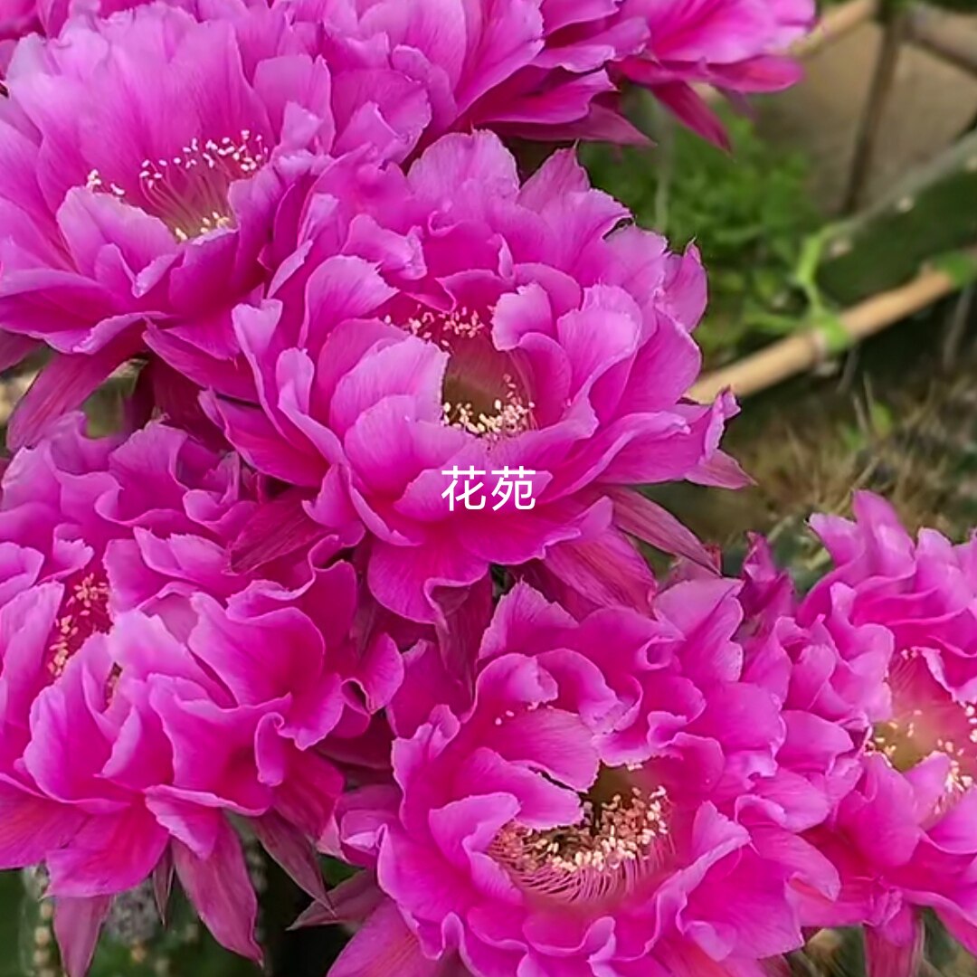 玫粉色《嫣然》514-2彩草仙人球短刺漂亮包对版多肉植物阳台好养
