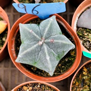 鸾凤玉仙人球 黄羽 丽花仙人球 黄花复色条纹多肉植物