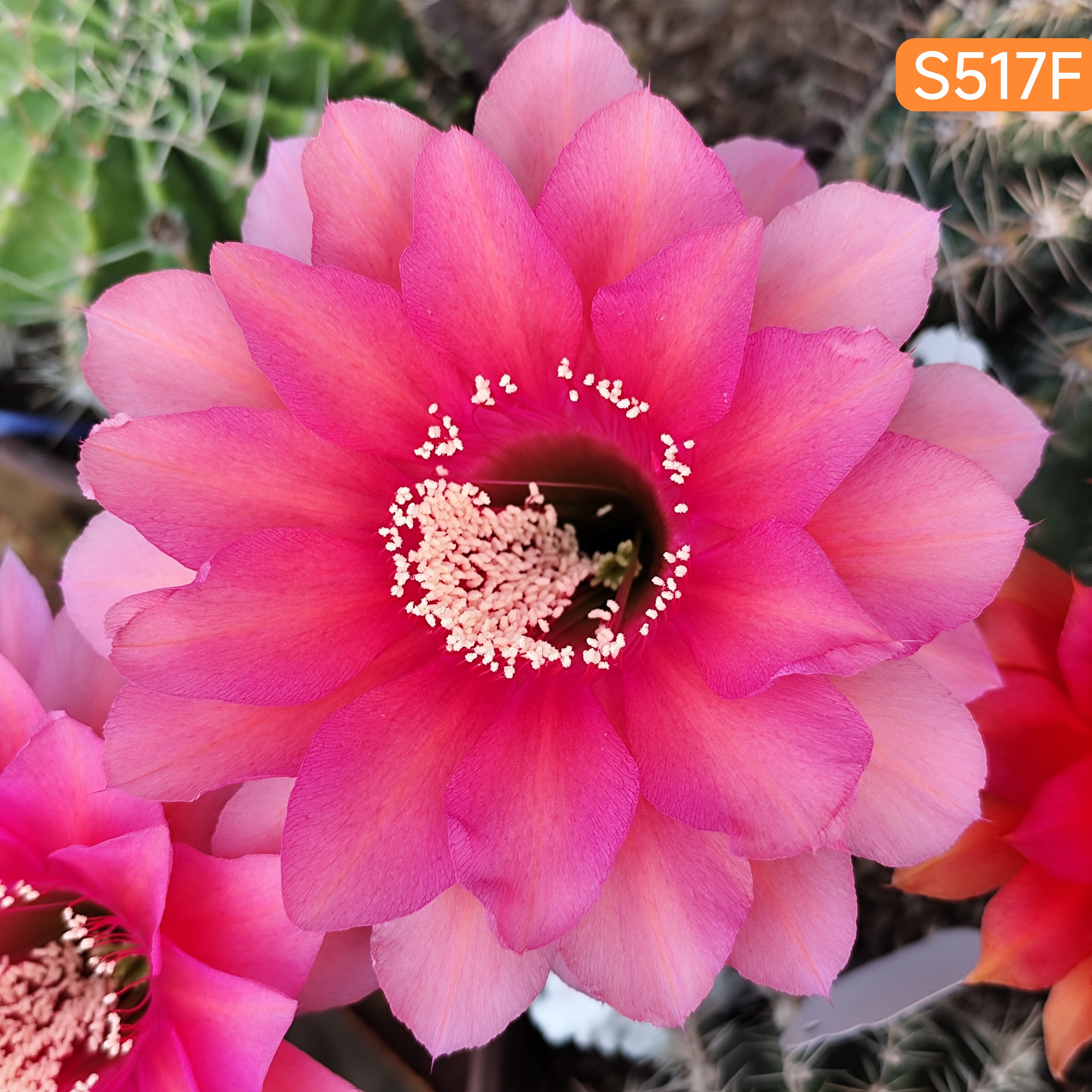 hy947胭脂红彩草s517f仙人球a819一物一拍包对版