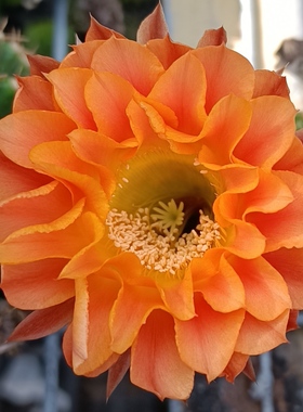 橙色9318号实生彩草仙人球8公分一物一拍不带花苞