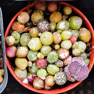 生石花 肉锥 风铃 灯泡 毛汉尼 金玲玉 拉登 纹章菊翔凤 美人鱼