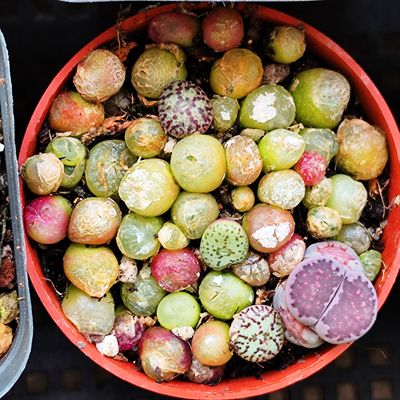 生石花 肉锥 风铃 灯泡 毛汉尼 金玲玉 拉登 纹章菊翔凤 美人鱼