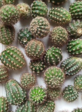 新手福利彩草仙人球套餐花色不重复重瓣漂亮