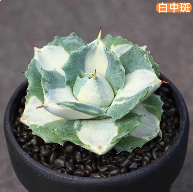 笹之雪龙舌兰五色万代龙舌兰王妃雷神白中斑多肉植物