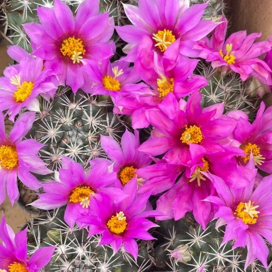 实生蓬莱宫仙人球 稀缺精品开紫红花乳突球属多肉植物桌面防辐射