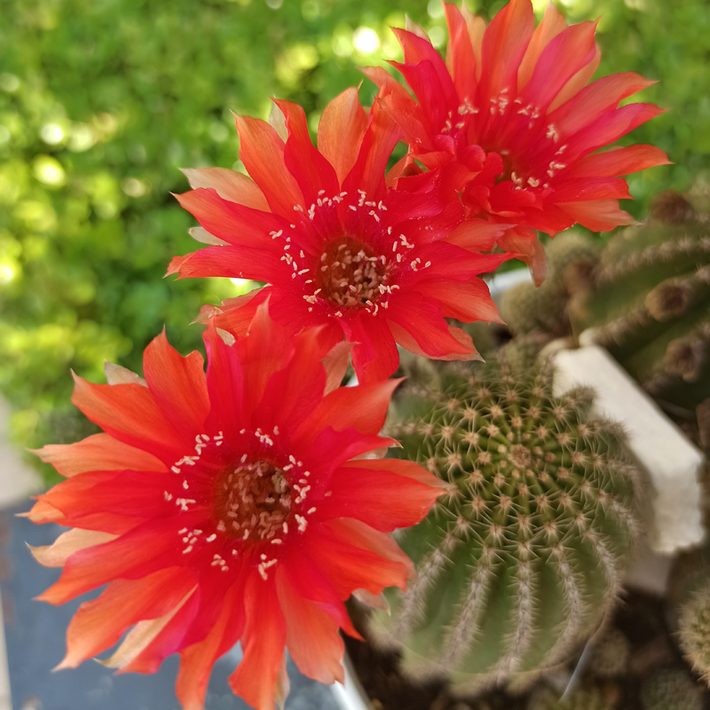 黑金刚仙人球红花 橙花 粉花 黄花多种花色容易群开勤花开花机器