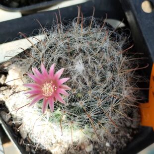 白云高沙实生《窈慕玄》丽花仙人球7-2007黑喉粉包对版多肉