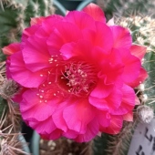 玫红HY1307彩草仙人球一物一拍多肉植物阳台好养