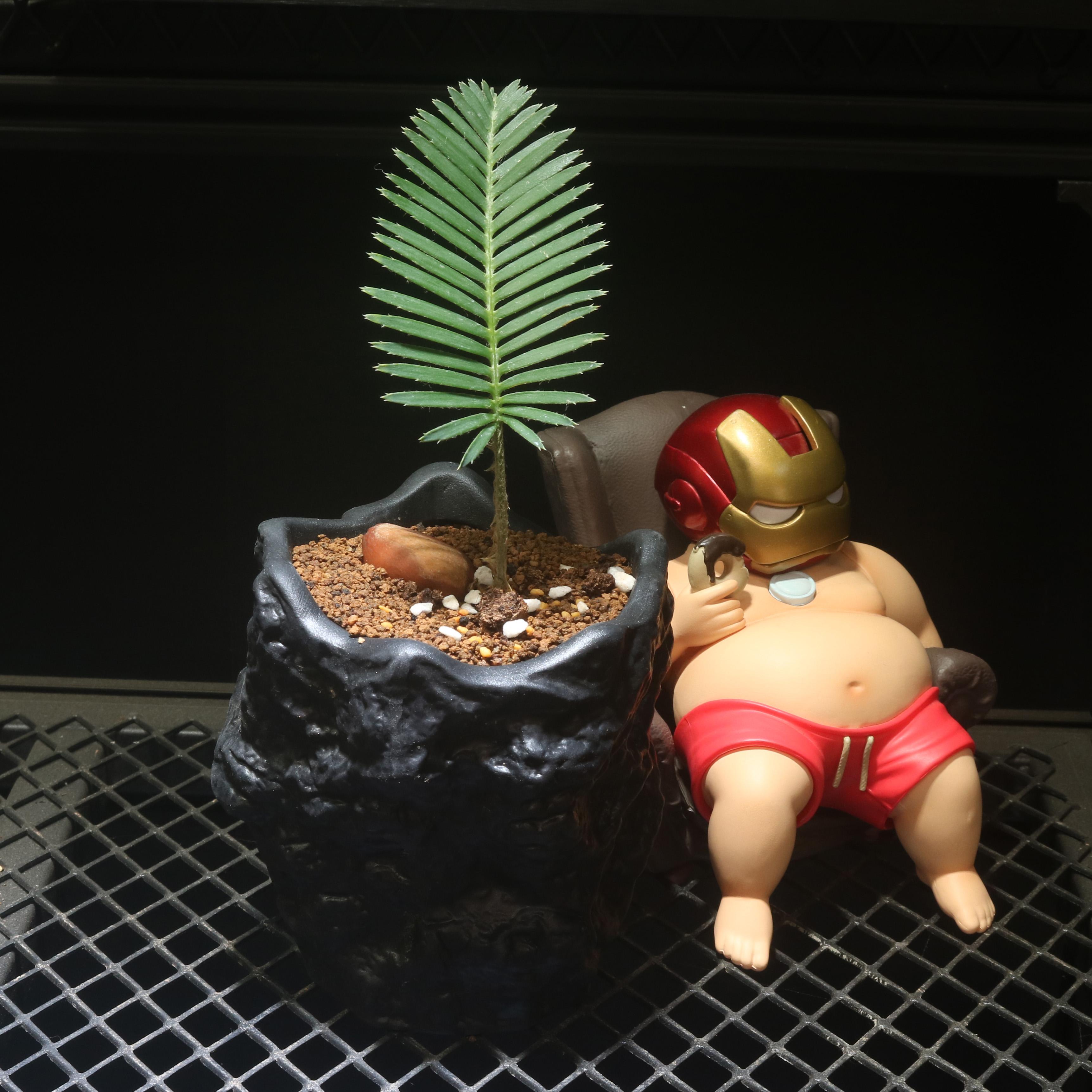 鱼骨双子铁树 Dioon edule 一物一拍 泽米属多肉潮流块根盆栽植物