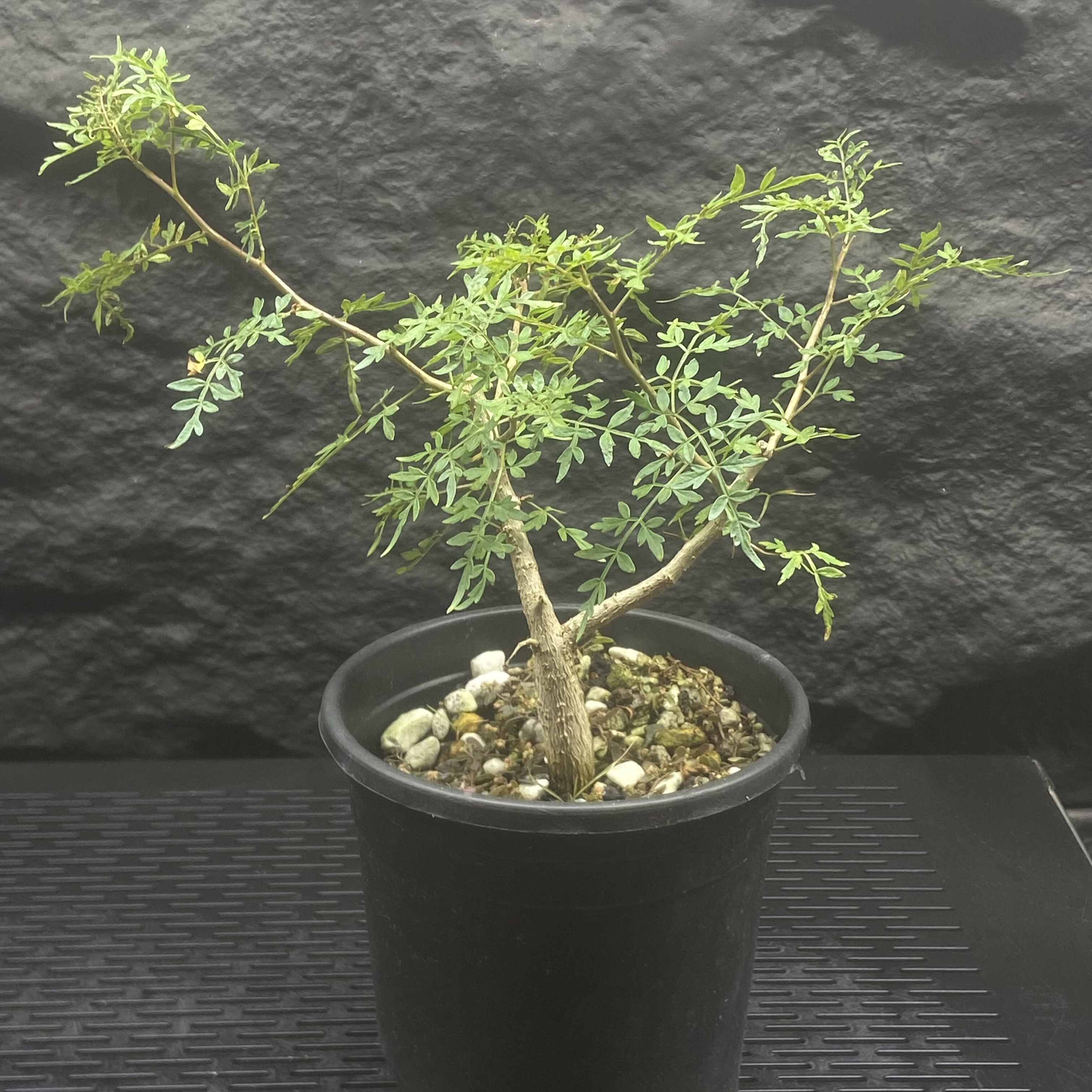 十字裂榄Bursera stenophylla  狭叶裂榄 凤凰尾翼 清新淡雅 实生