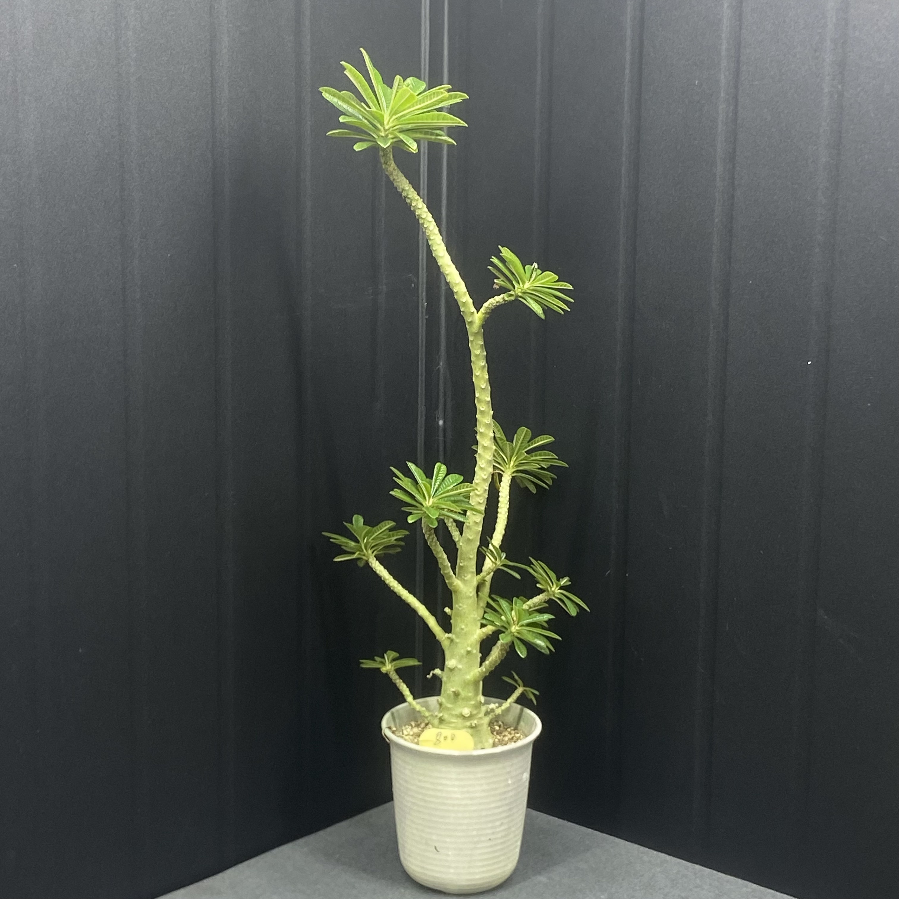 巨琉桑 Dorstenia Gigas 索科特拉岛极具观赏性植 实生 一物一拍