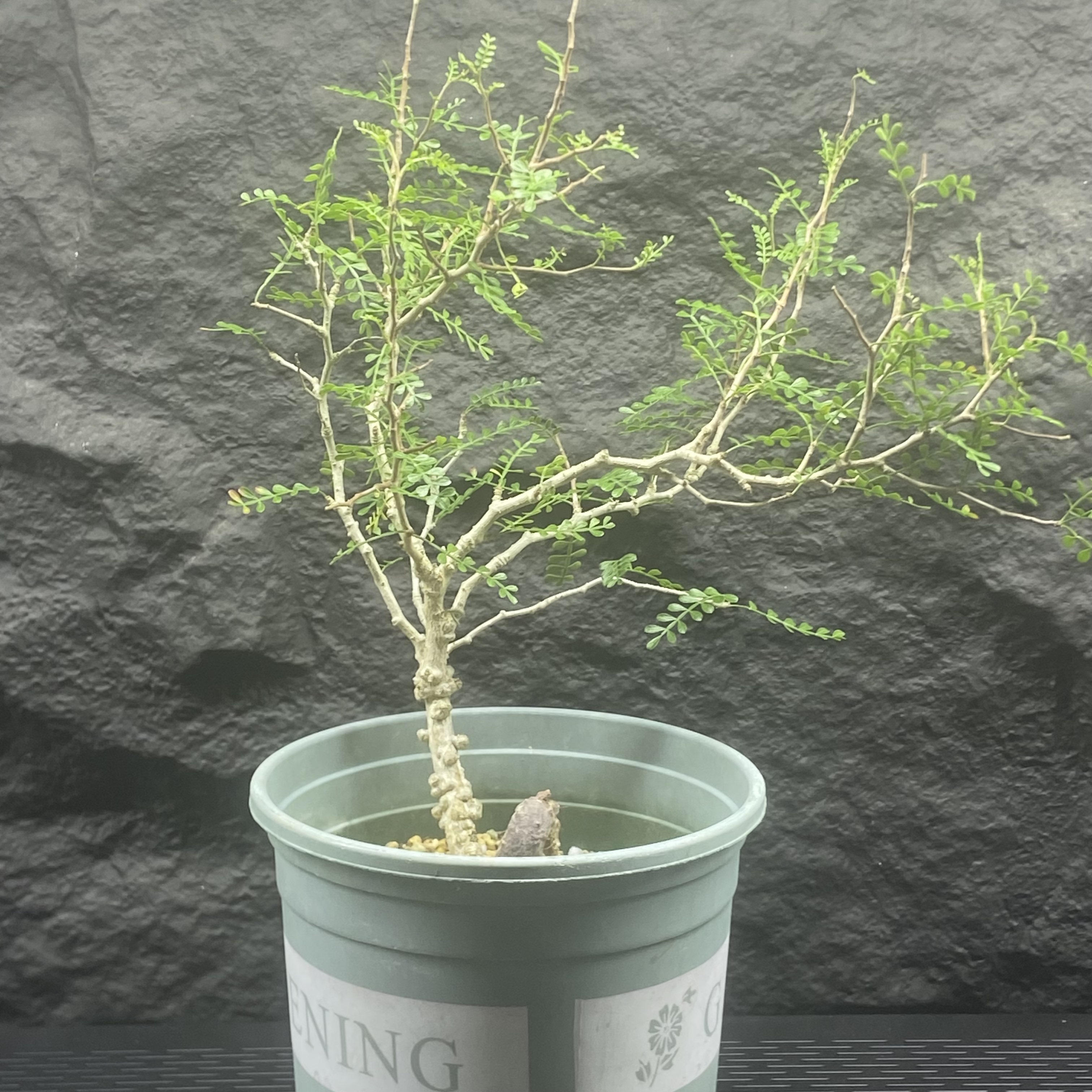 象足漆树Operculicarya Pachypus 福利款 实生小苗 瘤好 可塑性强