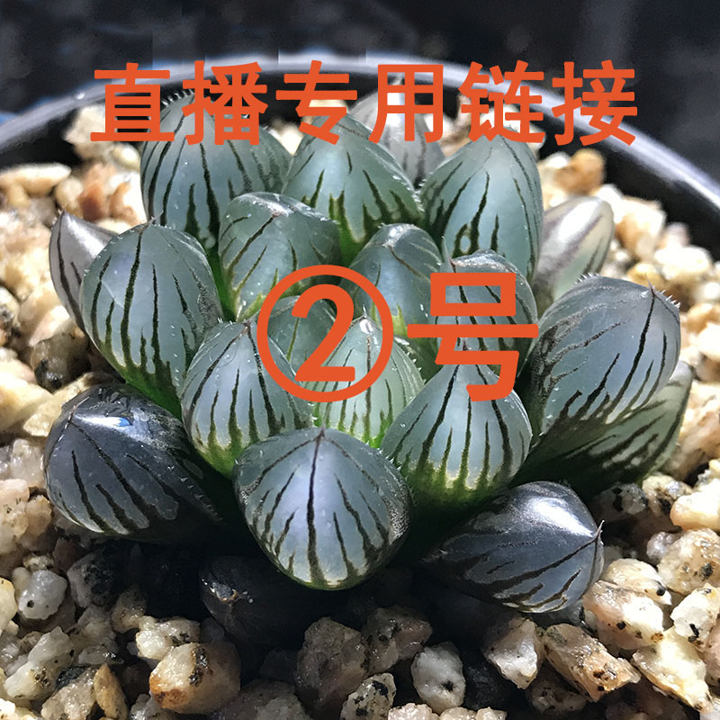 直播2/1-2/24链接先付款先得满39元包邮除偏远地区外满400包顺丰