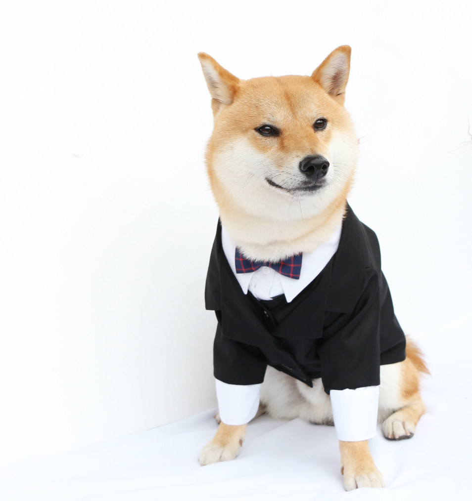 Hellokugou独家手工定制柴犬柯基贵宾宠物狗结婚礼服婚礼西装外套在类目 宠物/宠物食品及用品, 宠物服饰及配件, 服装/用品定做（新）, 宠物服装中 - 来自Buy2taobao.com提供专业的淘宝代购服务