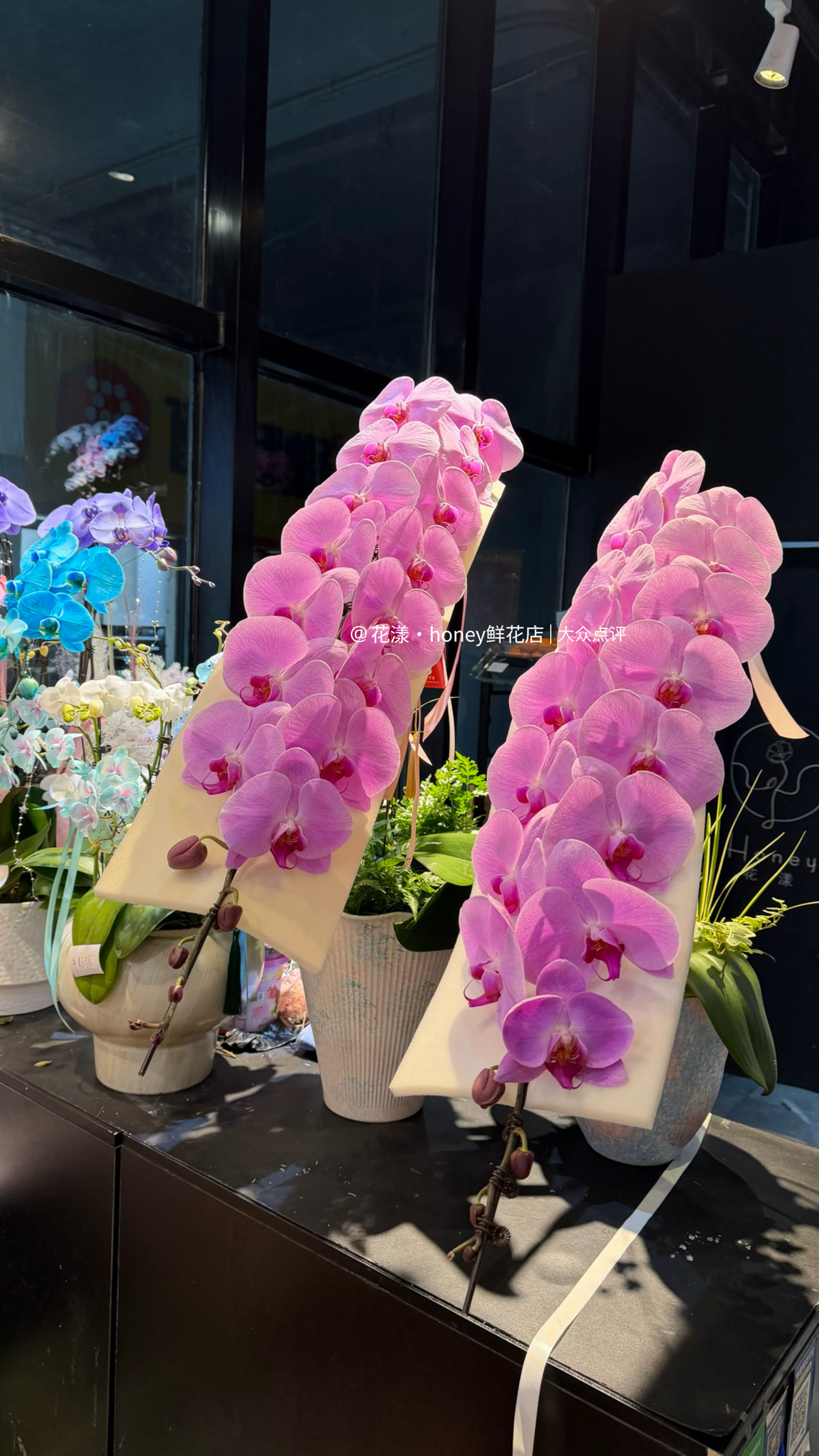 新款高端蝴蝶兰盆栽龙兰北京同城鲜花盆栽速递送长辈领导丈母娘花,鲜花速递/花卉仿真/绿植园艺,国兰/杂交兰/洋兰类,淘宝优惠券,粉丝福利购,淘宝优惠卷