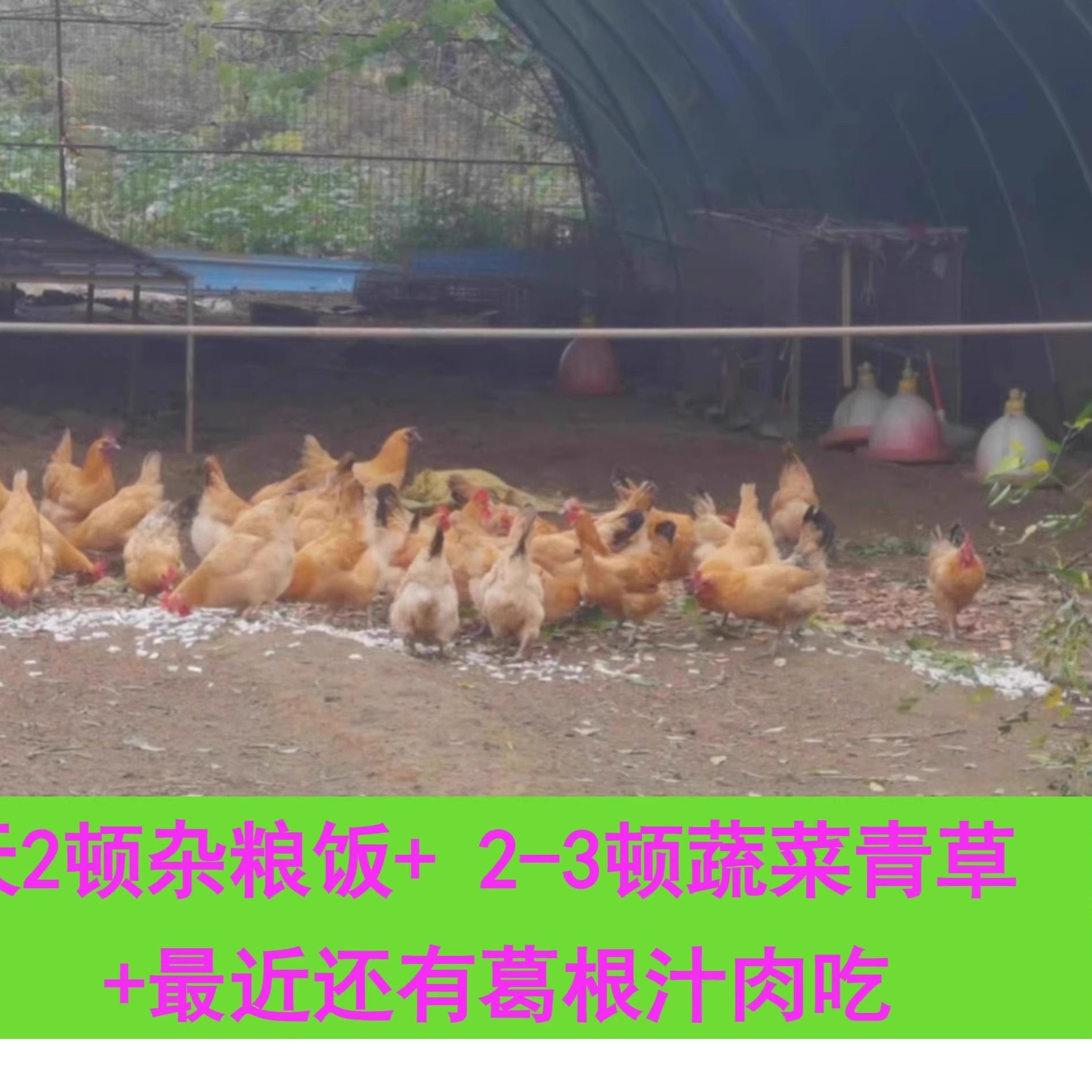 无药物饲料无抗生素养的正宗土鸡生的土鸡蛋宝宝孕妇辅食能飞的鸡