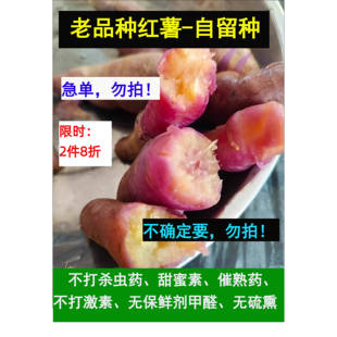 无激素杀虫药老品种红薯冰淇淋番薯一点红紫薯地瓜蔬菜土特产素食