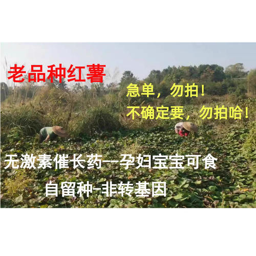 无激素老品种冰淇淋一点红番薯