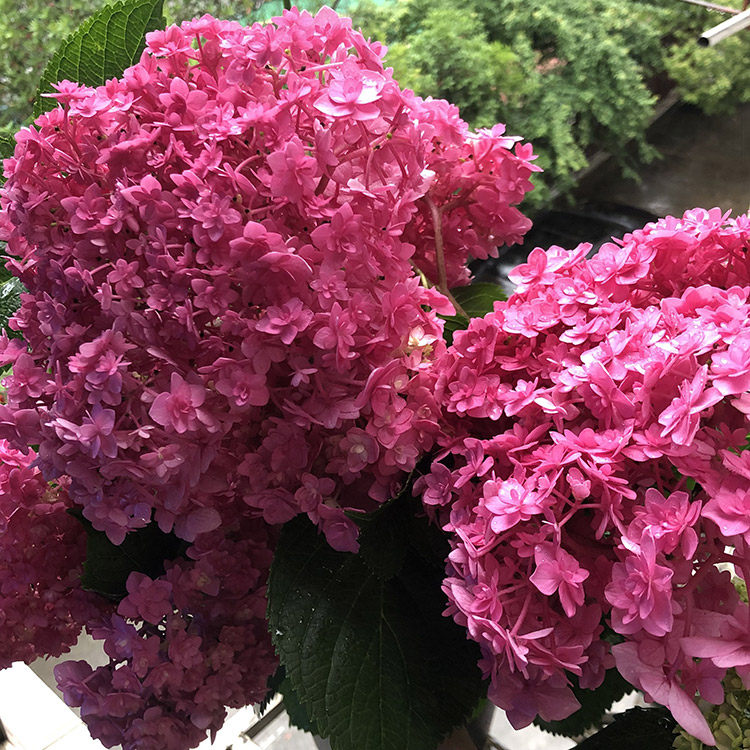 4棵包邮 正品 包对版 美咲小町 大花绣球花苗