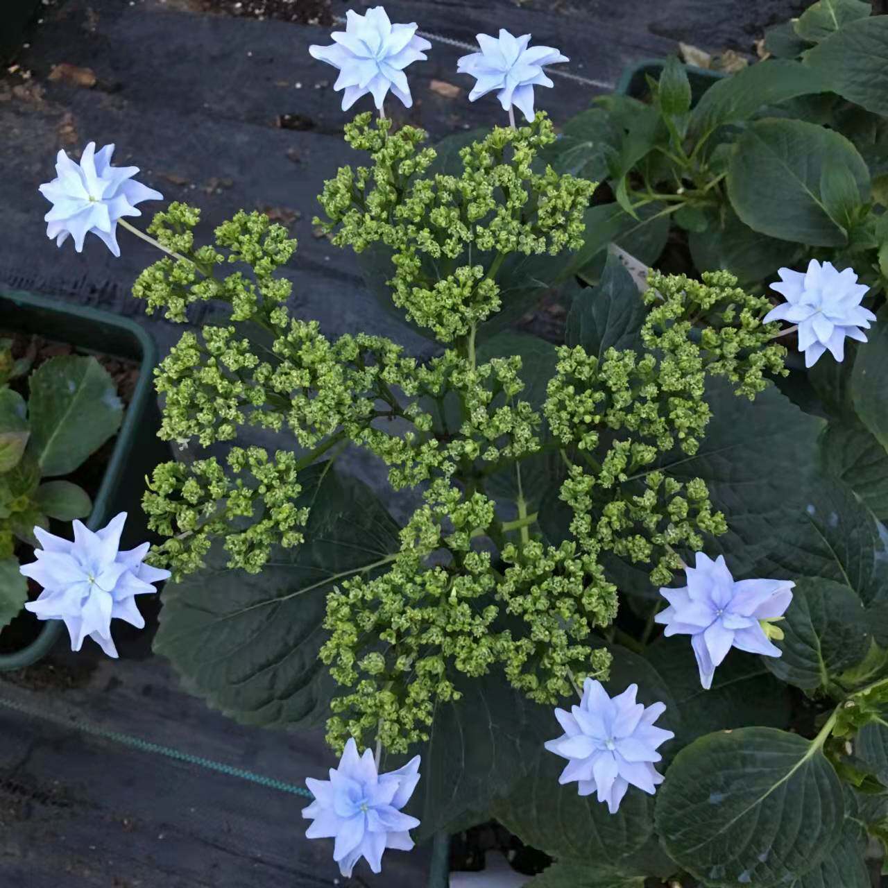 爱丽尔 大花绣球花苗花卉盆栽园艺植物阳台庭院春季美观容易木本