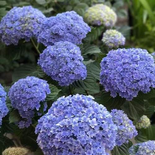 4棵包邮 正品 包对版 花手鞠 大花绣球花苗