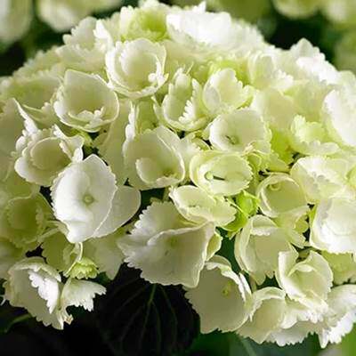 绣球花苗盆栽雪球庭院花卉园艺