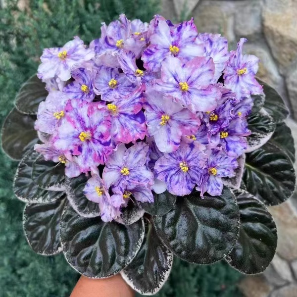 非洲堇-哦啦啦-Rivermist Oohlala十字花非洲紫罗兰苦苣苔